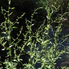 Rumex conglomeratus (Clustered Dock) at KIP001: Kippax Ck, Holt - 19 Nov 2023 by pinnaCLE