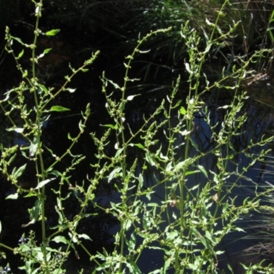 Rumex conglomeratus (Clustered Dock) at KIP001: Kippax Ck, Holt - 18 Nov 2023 by pinnaCLE