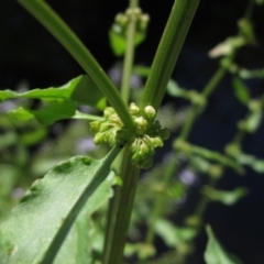 Rumex conglomeratus at KIP001: Kippax Ck, Holt - 19 Nov 2023 10:15 AM