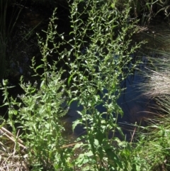 Rumex conglomeratus at KIP001: Kippax Ck, Holt - 19 Nov 2023 10:15 AM