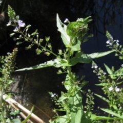 Veronica anagallis-aquatica (Blue Water Speedwell) at KIP001: Kippax Ck, Holt - 18 Nov 2023 by pinnaCLE