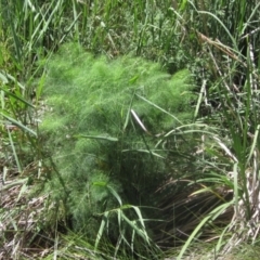 Foeniculum vulgare (Fennel) at Macgregor, ACT - 18 Nov 2023 by pinnaCLE