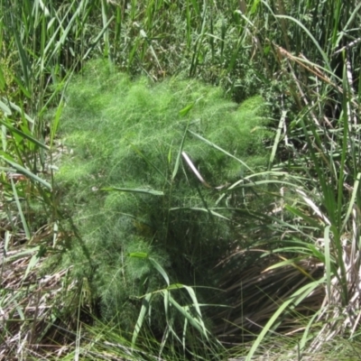 Foeniculum vulgare (Fennel) at KIP001: Kippax Ck, Holt - 18 Nov 2023 by pinnaCLE