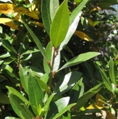 Laurus nobilis (Bay Tree) at Umbagong District Park - 18 Nov 2023 by pinnaCLE