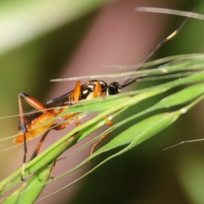 Unidentified Parasitic wasp (numerous families) at West Wodonga, VIC - 18 Nov 2023 by KylieWaldon