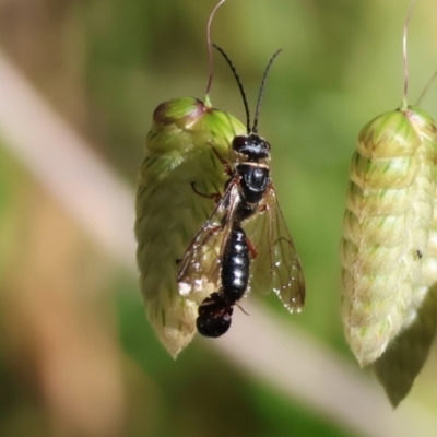 Thynninae (subfamily) (Smooth flower wasp) at Wodonga - 19 Nov 2023 by KylieWaldon