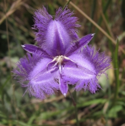 Thysanotus tuberosus (Common Fringe-lily) at Wallaroo, NSW - 18 Nov 2023 by pinnaCLE