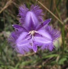 Thysanotus tuberosus (Common Fringe-lily) at Hall Cemetery - 18 Nov 2023 by pinnaCLE