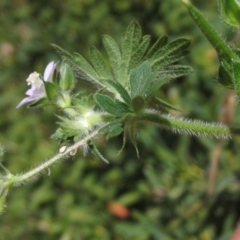 Geranium solanderi var. solanderi (Native Geranium) at Wallaroo, NSW - 18 Nov 2023 by pinnaCLE