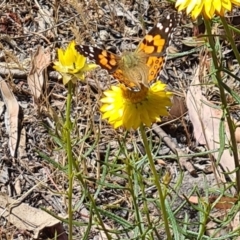 Vanessa kershawi (Australian Painted Lady) at Little Taylor Grasslands - 17 Nov 2023 by galah681