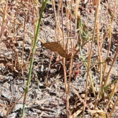 Scopula rubraria (Reddish Wave, Plantain Moth) at Little Taylor Grasslands - 17 Nov 2023 by galah681