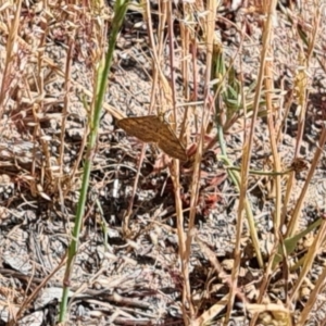 Scopula rubraria at Little Taylor Grassland (LTG) - 18 Nov 2023