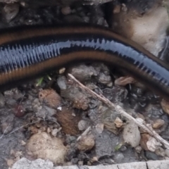 Hirudinidae sp. (family) (A Striped Leech) at QPRC LGA - 19 Nov 2023 by clarehoneydove