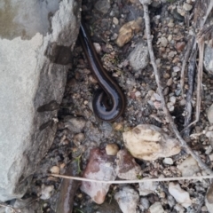 Hirudinidae sp. (family) at QPRC LGA - suppressed