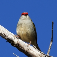 Neochmia temporalis (Red-browed Finch) at Majura, ACT - 27 Jul 2023 by jb2602
