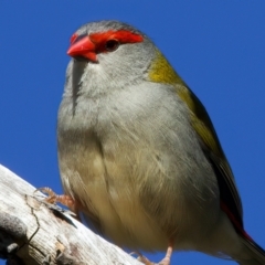 Neochmia temporalis at Goorooyarroo NR (ACT) - 27 Jul 2023 01:48 PM