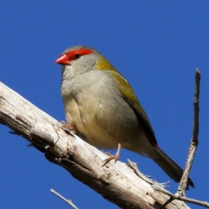 Neochmia temporalis at Goorooyarroo NR (ACT) - 27 Jul 2023