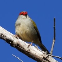 Neochmia temporalis at Goorooyarroo NR (ACT) - 27 Jul 2023 01:48 PM