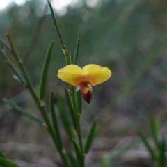 Bossiaea heterophylla (Variable Bossiaea) at Vincentia, NSW - 4 Aug 2023 by RobG1