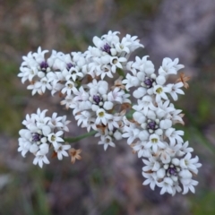 Conospermum longifolium subsp. mediale (Long Leaf Smoke Bush) at Vincentia, NSW - 4 Aug 2023 by RobG1