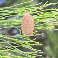 Garrha repandula (a Concealer Moth) at QPRC LGA - 19 Nov 2023 by SteveBorkowskis