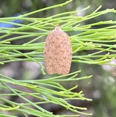 Garrha repandula at QPRC LGA - 19 Nov 2023