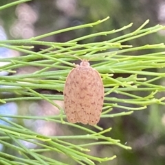 Garrha repandula at QPRC LGA - 19 Nov 2023