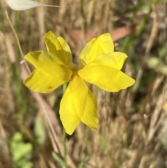 Goodenia pinnatifida (Scrambled Eggs) at QPRC LGA - 19 Nov 2023 by SteveBorkowskis