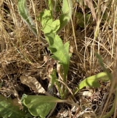 Goodenia pinnatifida at QPRC LGA - suppressed