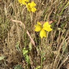 Goodenia pinnatifida at QPRC LGA - suppressed