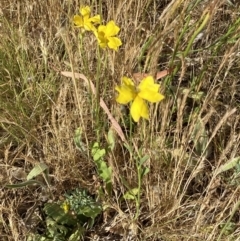 Goodenia pinnatifida at QPRC LGA - suppressed