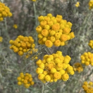 Chrysocephalum semipapposum at QPRC LGA - 19 Nov 2023