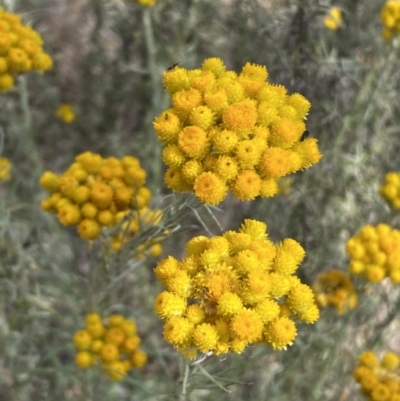 Chrysocephalum semipapposum (Clustered Everlasting) at QPRC LGA - 19 Nov 2023 by SteveBorkowskis