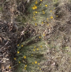 Chrysocephalum semipapposum at QPRC LGA - 19 Nov 2023