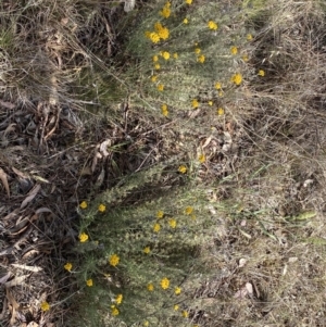 Chrysocephalum semipapposum at QPRC LGA - 19 Nov 2023