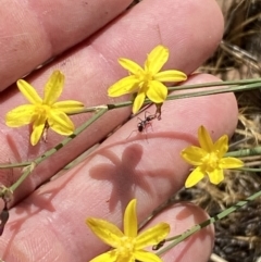 Tricoryne elatior (Yellow Rush Lily) at QPRC LGA - 19 Nov 2023 by SteveBorkowskis