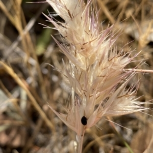 Rytidosperma sp. at QPRC LGA - 19 Nov 2023