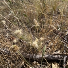 Rytidosperma sp. at QPRC LGA - 19 Nov 2023