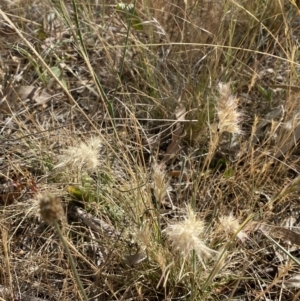 Rytidosperma sp. at QPRC LGA - 19 Nov 2023