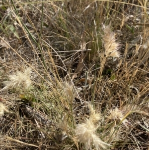 Rytidosperma sp. at QPRC LGA - 19 Nov 2023