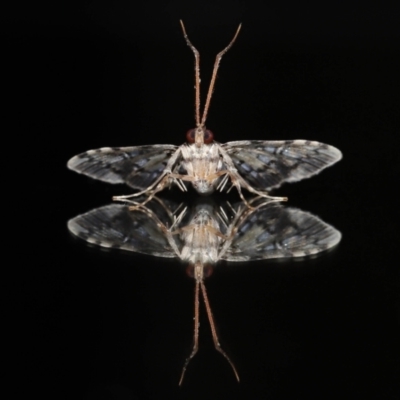 Nacoleia alincia (A Crambid moth (Spilomelinae)) at Wellington Point, QLD - 14 Nov 2023 by TimL