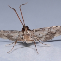 Nacoleia alincia at Wellington Point, QLD - suppressed