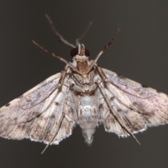 Nacoleia alincia at Wellington Point, QLD - suppressed