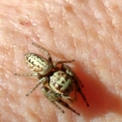 Opisthoncus serratofasciatus (Chevronned jumper) at Greenleigh, NSW - 19 Nov 2023 by LyndalT