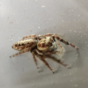 Opisthoncus serratofasciatus at QPRC LGA - 19 Nov 2023