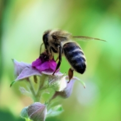 Apis mellifera (European honey bee) at Wodonga - 19 Nov 2023 by KylieWaldon