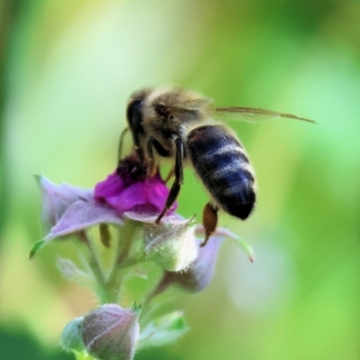 Apis mellifera at West Wodonga, VIC - 18 Nov 2023 by KylieWaldon