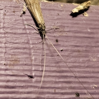 Triplectides sp. (genus) (A long-horned caddisfly) at QPRC LGA - 19 Nov 2023 by Csteele4