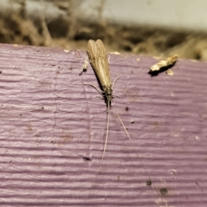 Triplectides sp. (genus) at QPRC LGA - 19 Nov 2023