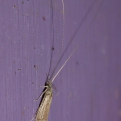 Triplectides sp. (genus) at QPRC LGA - 19 Nov 2023